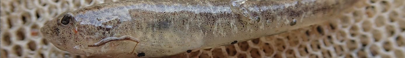 spercheios-kripis-apotelesmata-top2